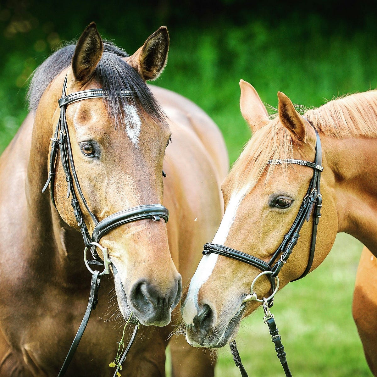 heads of two horses in reins and harnesses