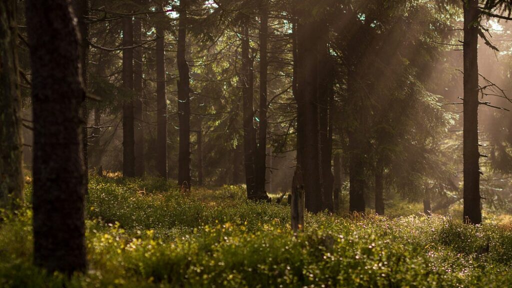 Picture of woods with sunlight streaming through the trees.