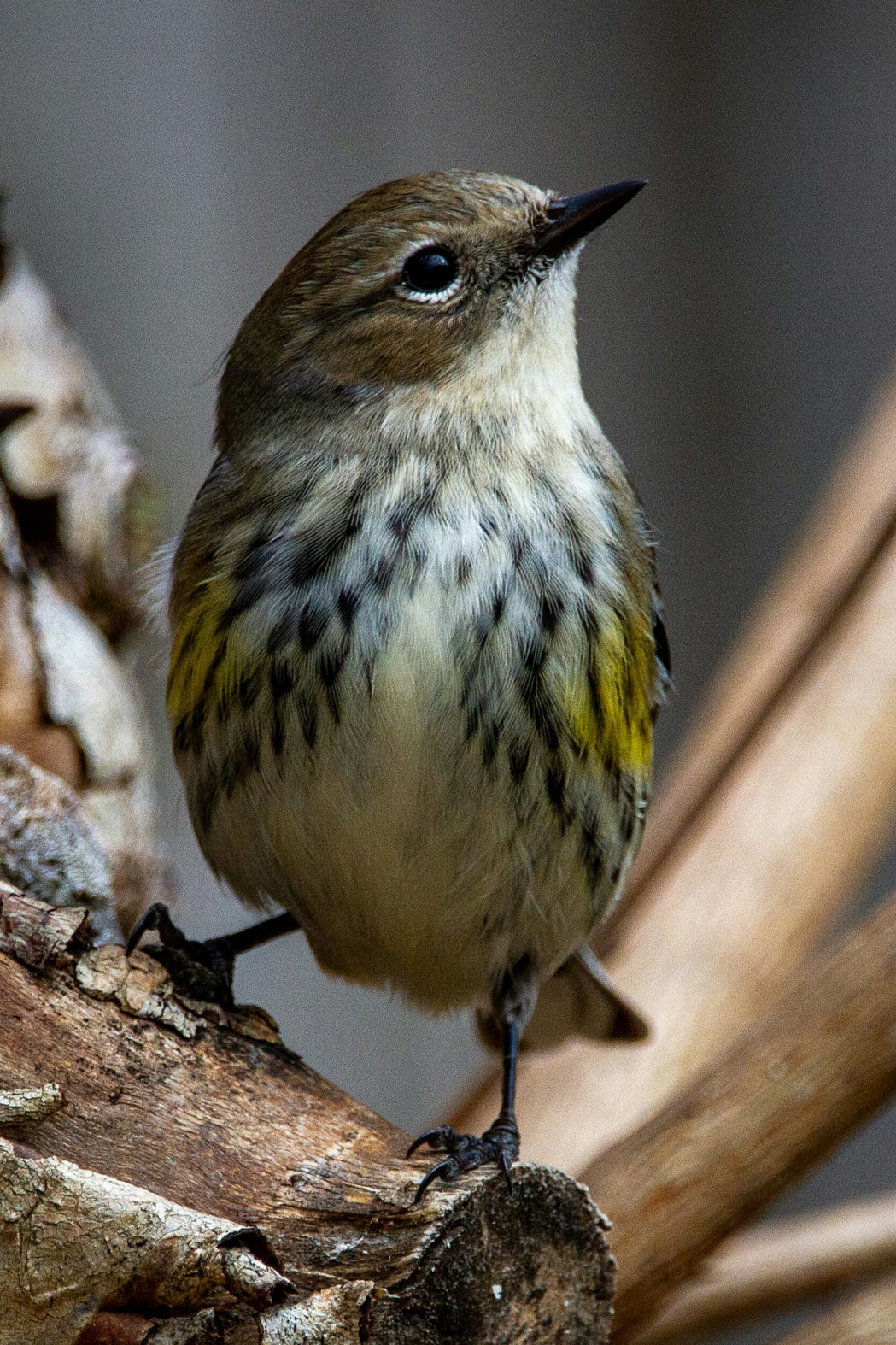 A wren on a tree branch
