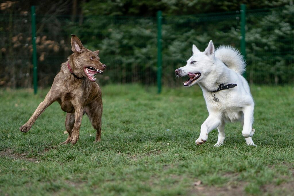 picture of two dogs snarling at each other ready to fight